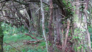 Forest hiking trail and tall gigantic plants trees Costa Rica