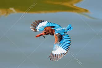 The brilliant White-Throated kingfisher