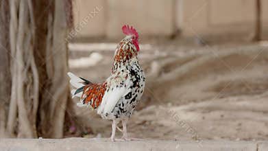 Rooster with brown, white and black plumage is standing on a low wall, showcasing its vibrant colors and confident