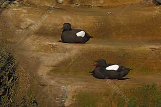 Black guillemot, Cepphus grylle