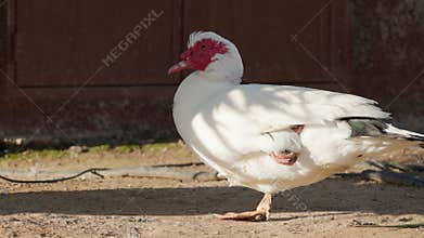 White muscovy duck with a red caruncle standing on a dirt yard in front of a barn. The duck is casting a shadow on the