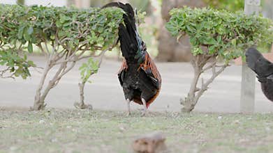 Rooster standing in a tropical garden, displaying its vibrant plumage. The rooster and hen are surrounded by lush