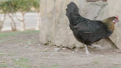 Black chicken is standing on one leg in the grass, looking for food. The chicken is in focus and the background is