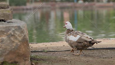 Duck walks peacefully by a lake in a sunny park, enjoying nature's tranquility and freedom