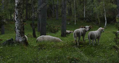 Summer time in Norway. Cute sheep graze on green lawns in a beautiful forest.