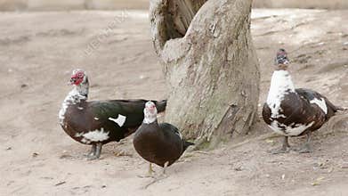 Three muscovy ducks are taking a leisurely stroll through a tranquil park, enjoying the peaceful surroundings and