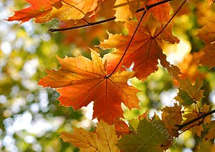 Autumn fall maple leaves