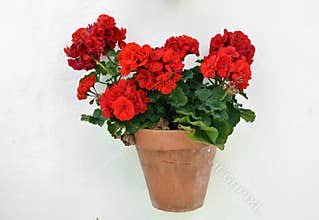 A potted geranium
