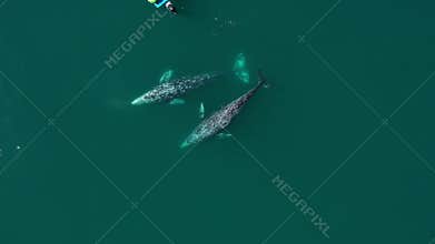 Whales gracefully swimming alongside a boat and enthralled onlookers