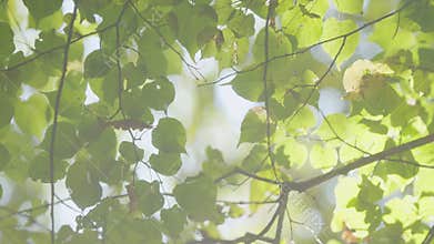 Majestic Tree In Woods With Fresh Green Foliage Of Summer Season. Trees With Shadows And Sunshine. Close Up.