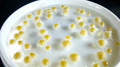 Close-up view of growing bacteria colonies in petri dish