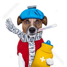 Sick dog with fever