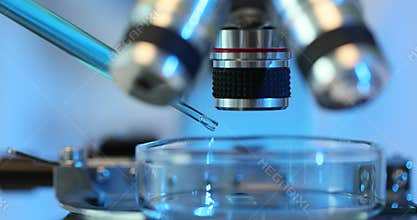 Drop of liquid is added to Petri dish under microscope