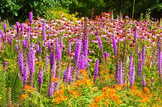 Wildflowers
