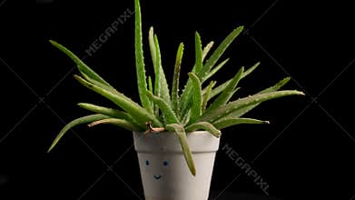 Aloe Vera Pot