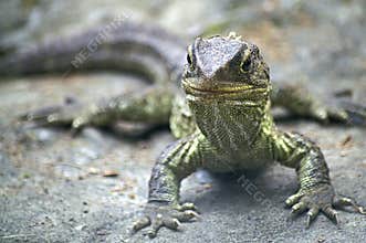 Tuatara