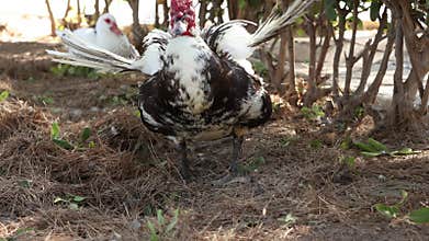 Muscovy duck standing on a bed of pine straw, stretching its wings. In the background, another duck is resting in the