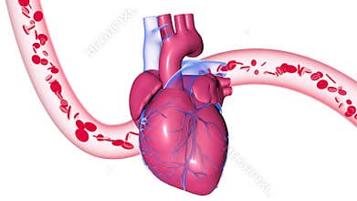 3d animation of a beating heart, showing the coronary arteries.