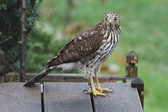 Sharp-shinned hawk Body Profile Facing Forwards- Accipiter striatus
