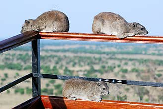 Three hyrax (dassies) herbivorous mammals lying on a railing-Serengeti-Tanzania
