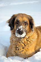 Big dog playing in the snow