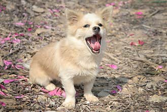 Little dog open its mouth