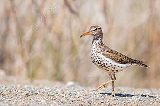 A Spotted Sandpiper Walking On Sand
