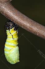 Going chrysalis