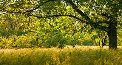 Walnut tree