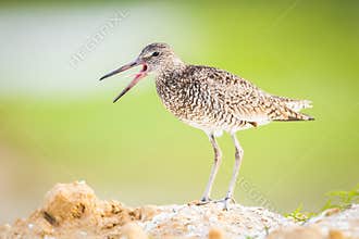 A Willet Calling On A Sand Pile