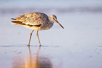 A Willet Foraging On The Shore