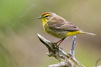Tiny Palm Warbler On Branch
