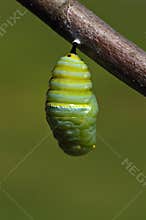 Changing Monarch caterpillar