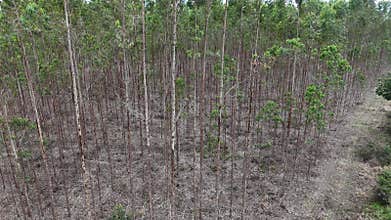 eucalyptus plantation in bahia