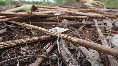 Cendawan busut mushrooms are a type of small fungus that grows in the rainy season. hunting for photos of mushrooms in nature