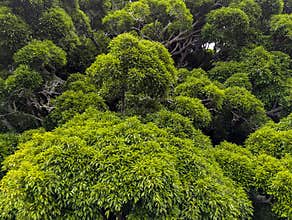 Beautiful green, tree background texture