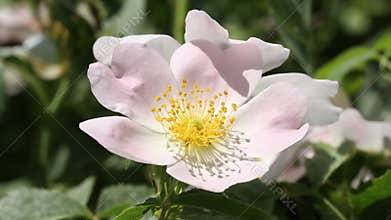 Bee on a pink flower