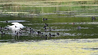 Waterfowl swim and clean their feathers in the pond. Goldeneye, coot, mute swan.t