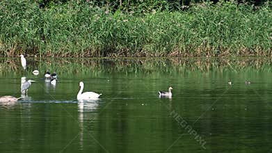 Waterfowl swim in the pond. Mute swan, grey heron, great egret, greylag goose.t