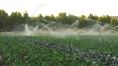 Irrigation systems in a green vegetable garden