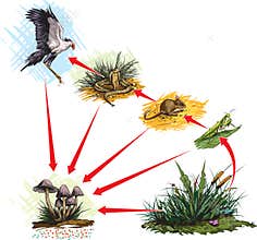 Food chain