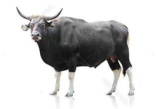 Black big cow on white background