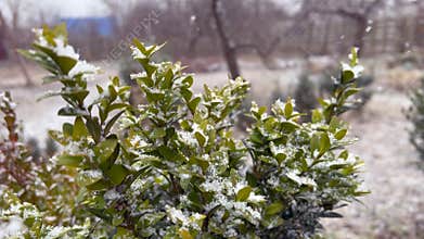 Snow is falling on a green bush in a garden