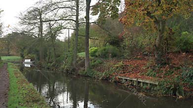 Ducks swimming along the Caldon canal waterway near, Denford during autumn