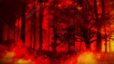 Trees Consumed by Flames and Shrouded in Thick, Rolling Smoket