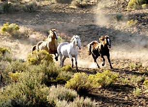Three Horses Running Wild