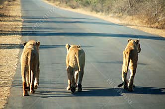 South African Lions on road