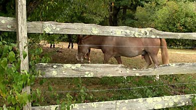 Horses grazing at farmers ranch 