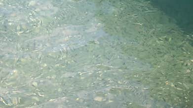 A lot of little fish snorkeling in clear water Thailand