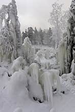 A passage of icicles on bushes and trees